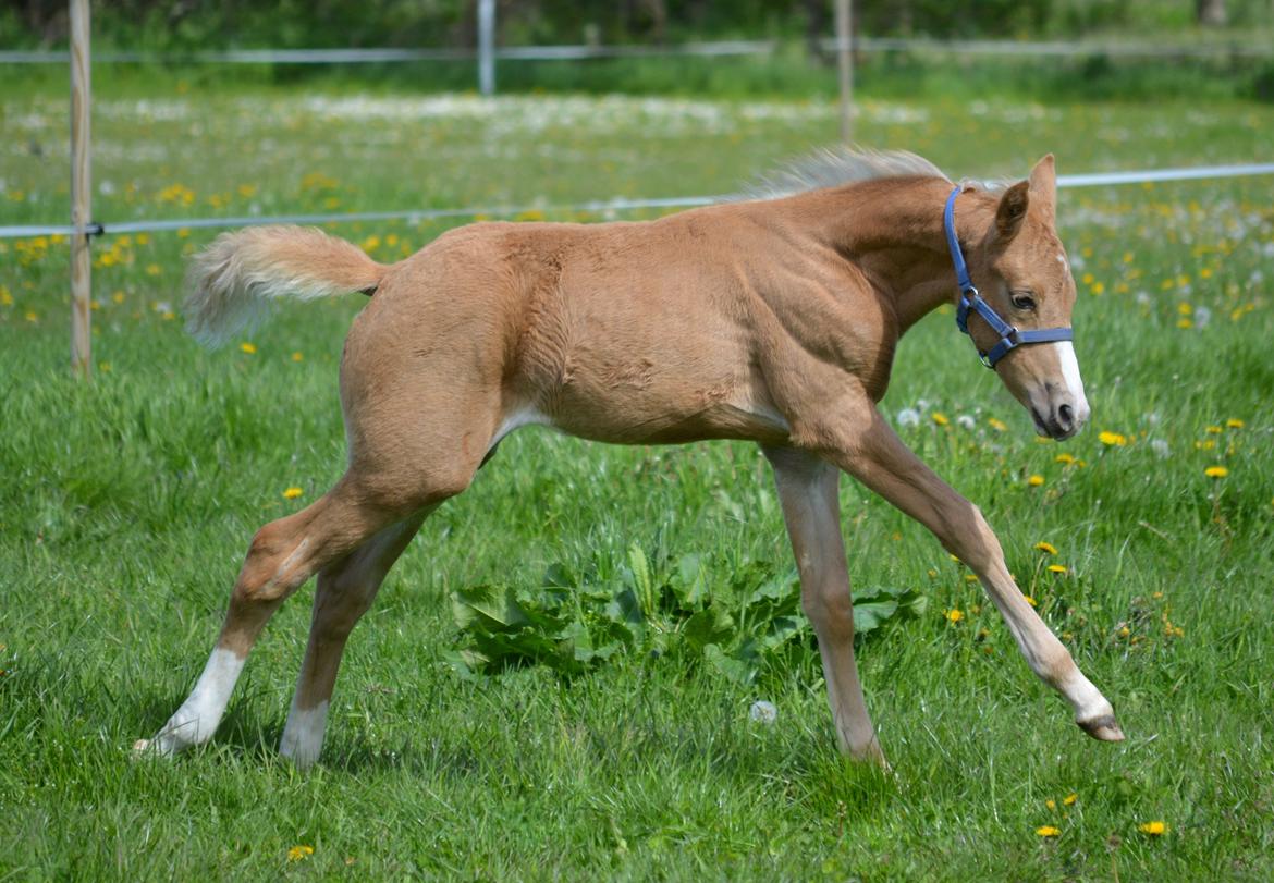 DSP Lykkebo Cayla billede 10