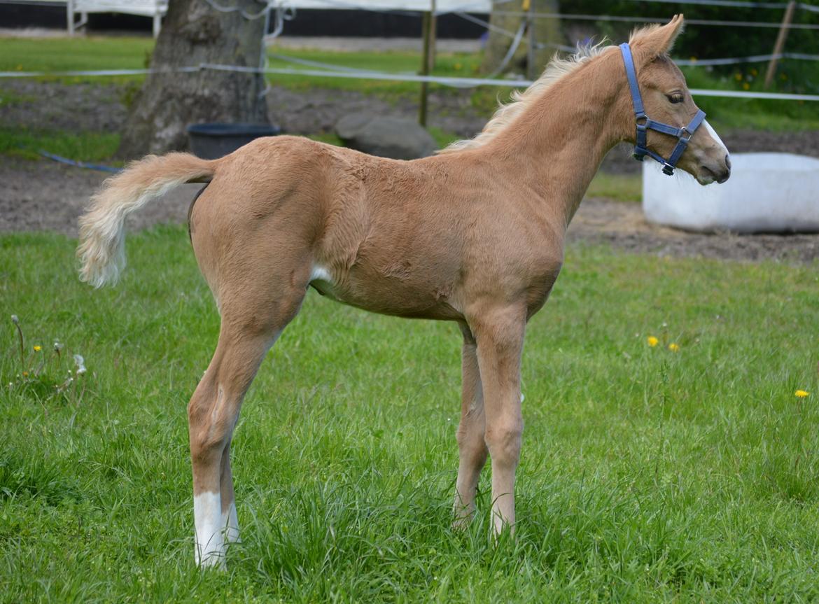 DSP Lykkebo Cayla billede 12