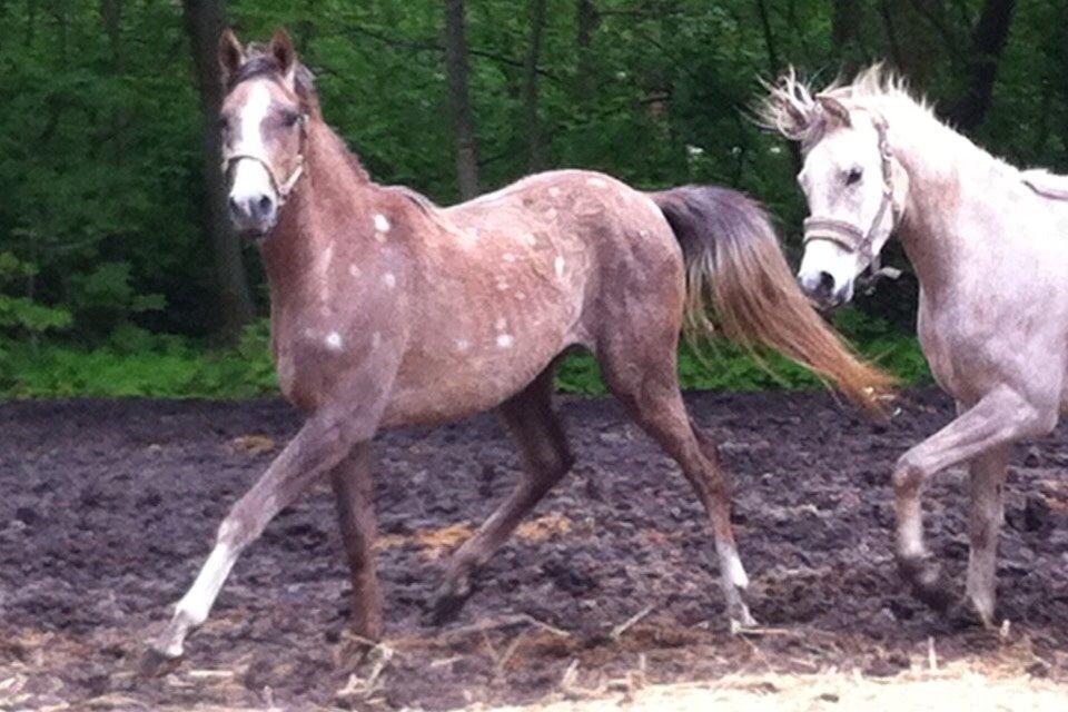 Arabisk fuldblod (OX) Jbs virginia ox billede 12