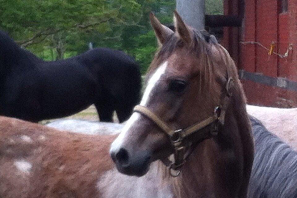 Arabisk fuldblod (OX) Jbs virginia ox billede 2