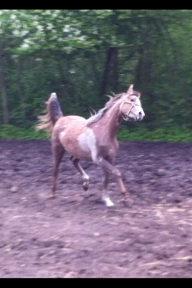 Arabisk fuldblod (OX) Jbs virginia ox billede 3