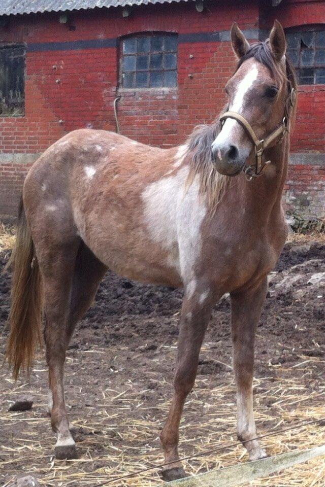 Arabisk fuldblod (OX) Jbs virginia ox billede 4