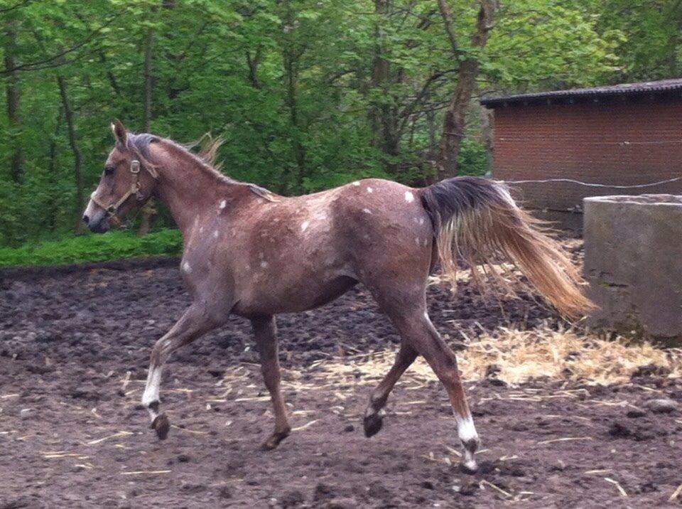 Arabisk fuldblod (OX) Jbs virginia ox billede 5