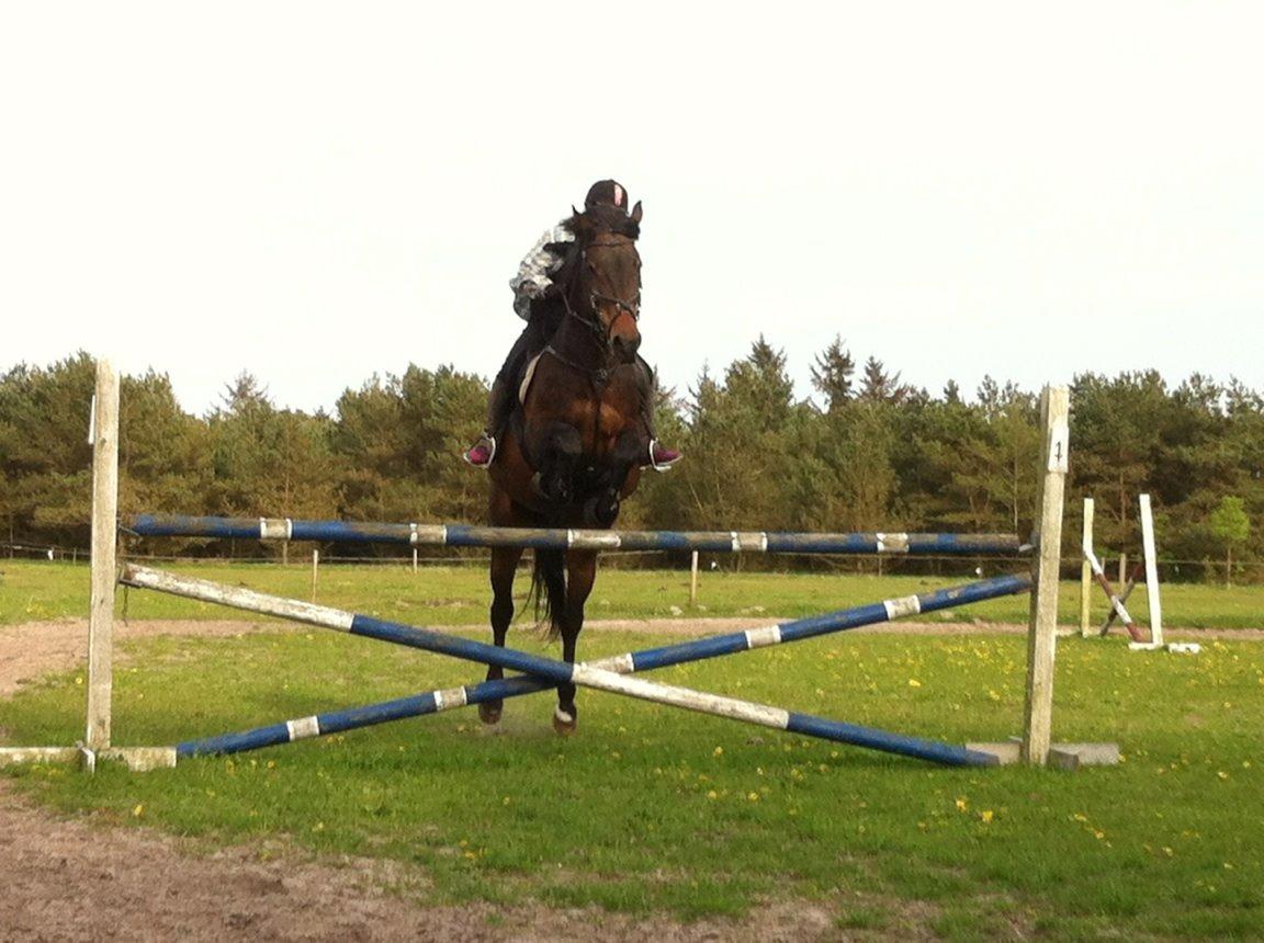 Hannoveraner Lennox 6 billede 1