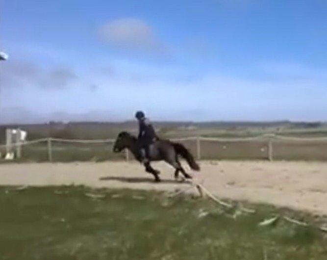 Islænder Blængur fra Hindø billede 16