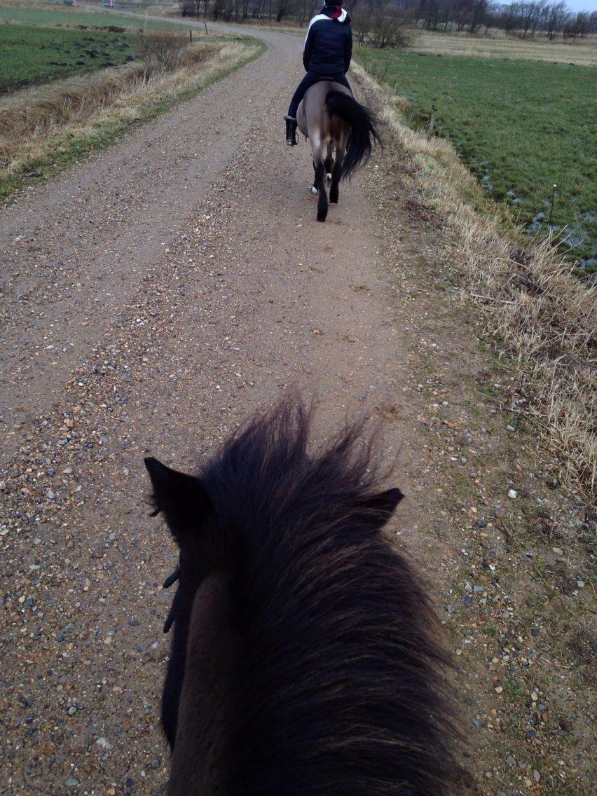 Islænder Blængur fra Hindø billede 18