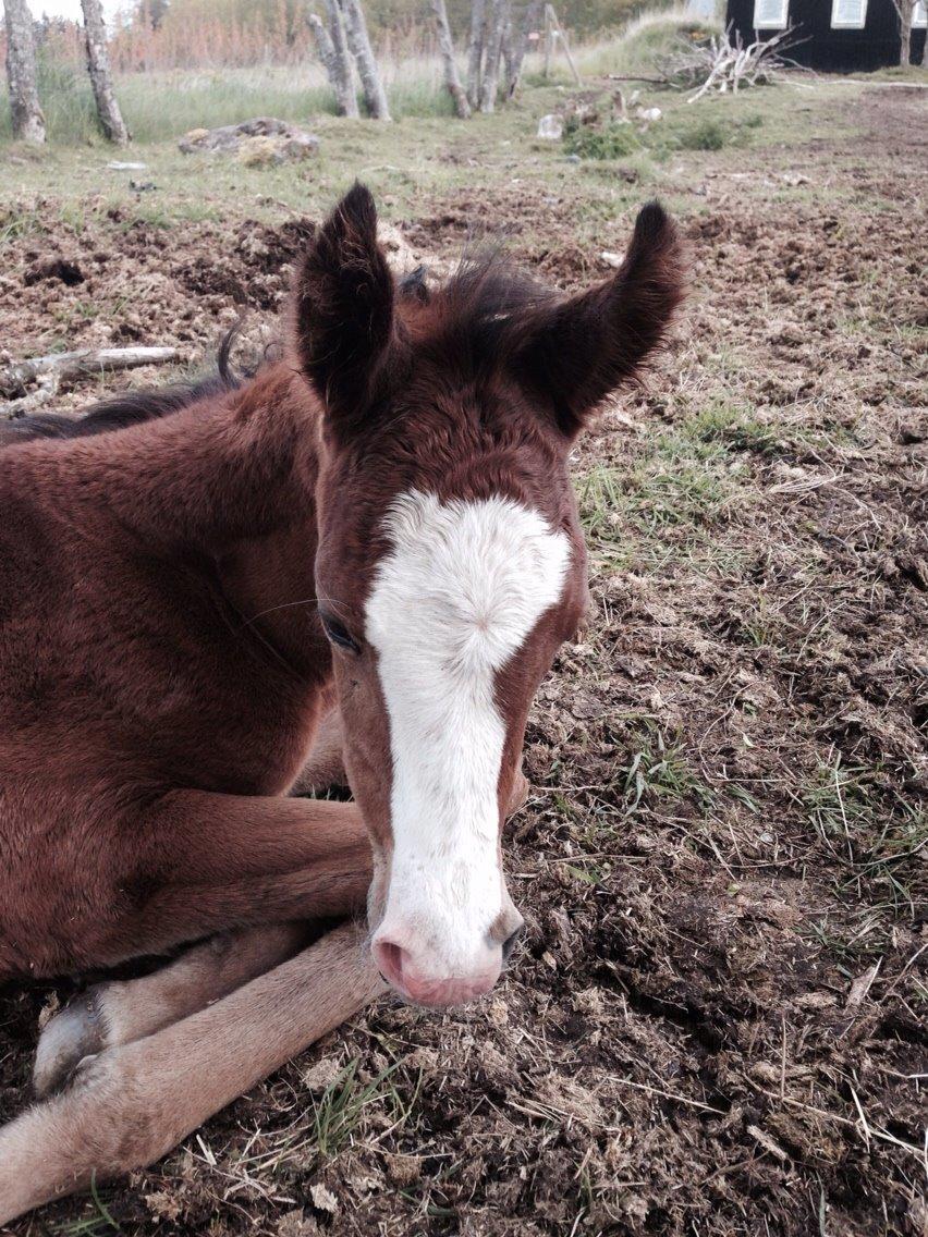 Arabisk fuldblod (OX) Siam Zetje kappa pox billede 2