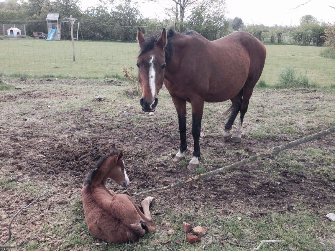 Arabisk fuldblod (OX) Siam Zetje kappa pox billede 5