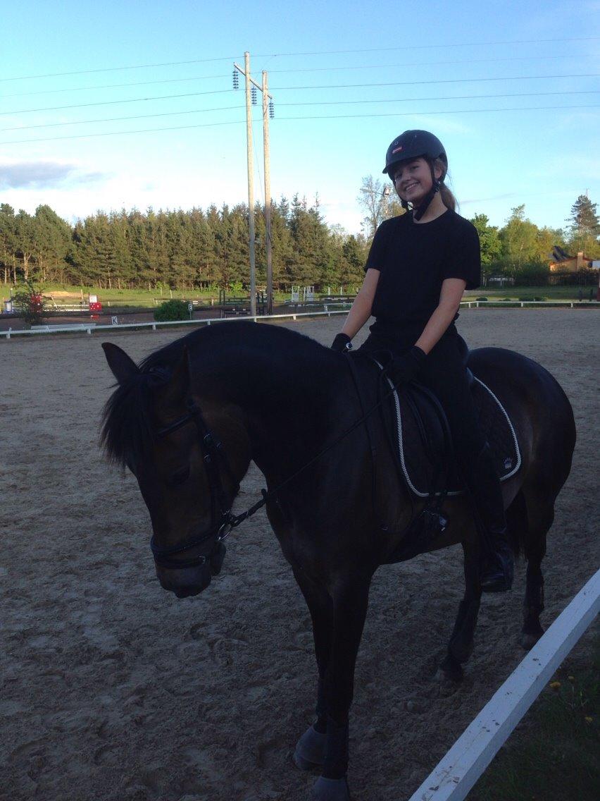 New Forest *Elmholts Odeth* Himmelhest billede 10