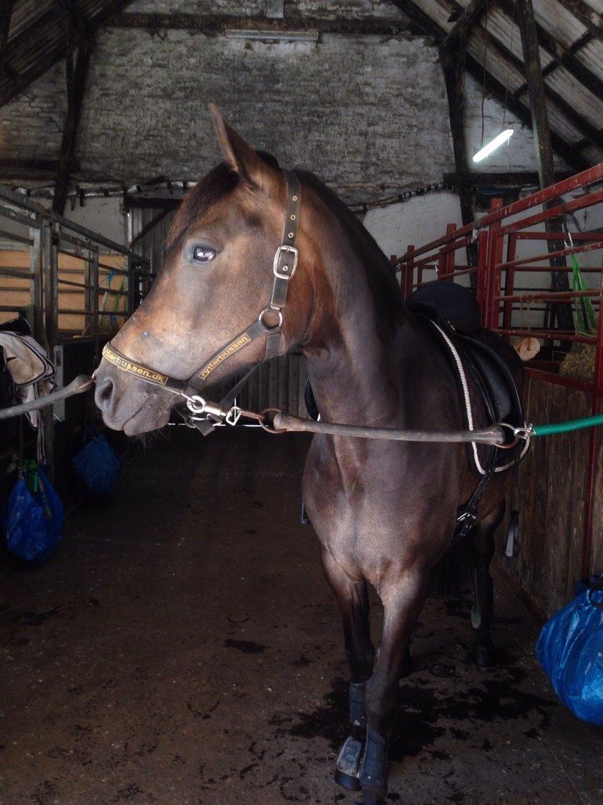 New Forest *Elmholts Odeth* Himmelhest billede 11