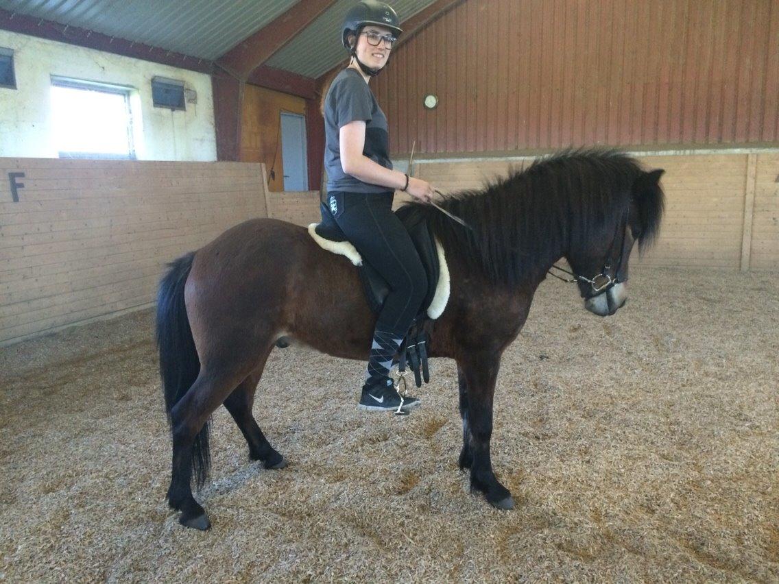 Islænder Fengur fra Næsbydale - Da jeg så ham første gang, og første ride tur. billede 7