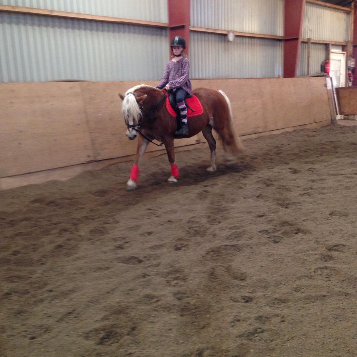 Haflinger Kim Van De Mini Hoeve billede 1