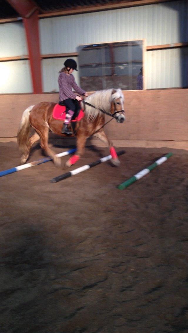 Haflinger Kim Van De Mini Hoeve billede 4