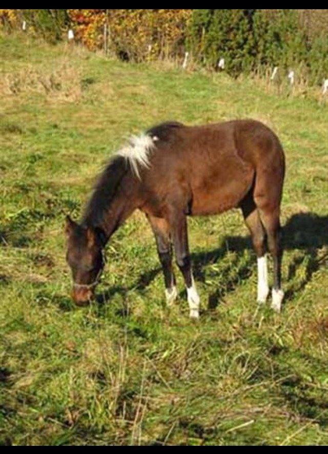 Anden særlig race § Flicka - 4-5 mdr gammel. Lånt af tidligere ejer :) billede 8