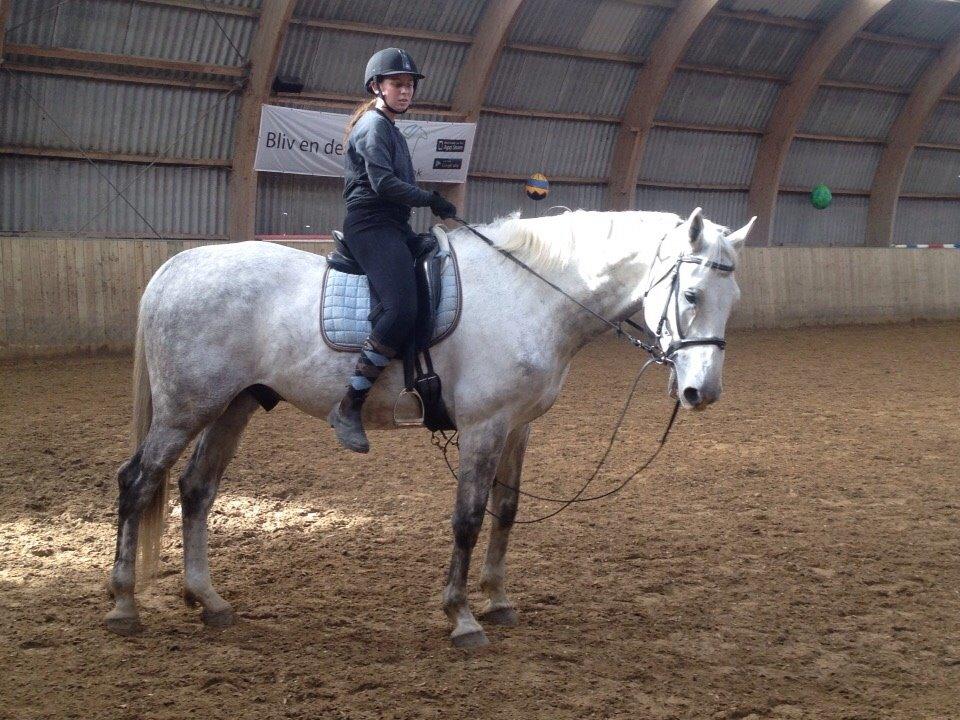 Dansk Varmblod Cassanova billede 12