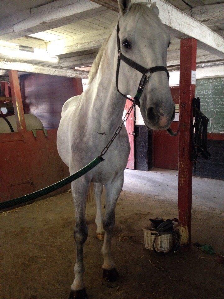 Dansk Varmblod Cassanova billede 3