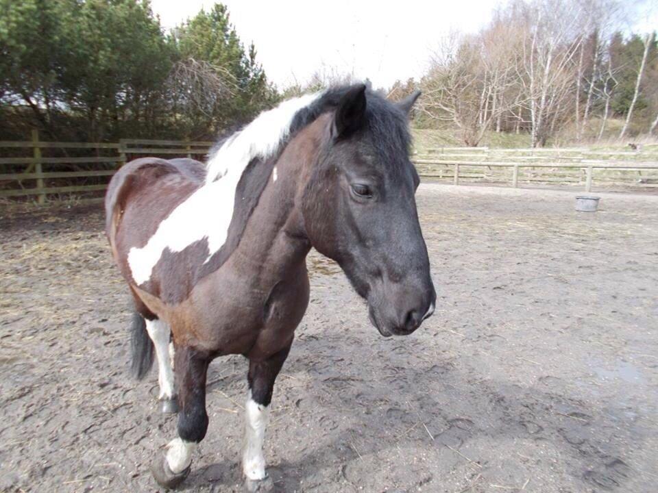 Irsk Sportspony Cavallo billede 1