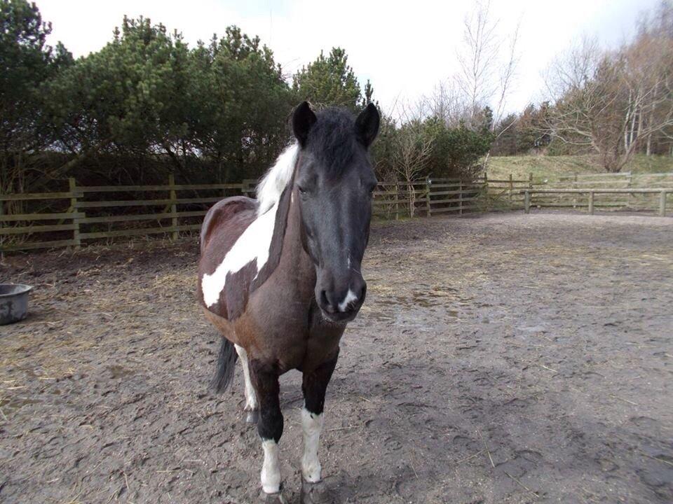 Irsk Sportspony Cavallo billede 2