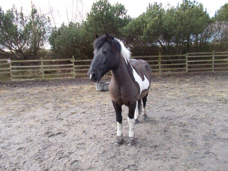 Irsk Sportspony Cavallo billede 3