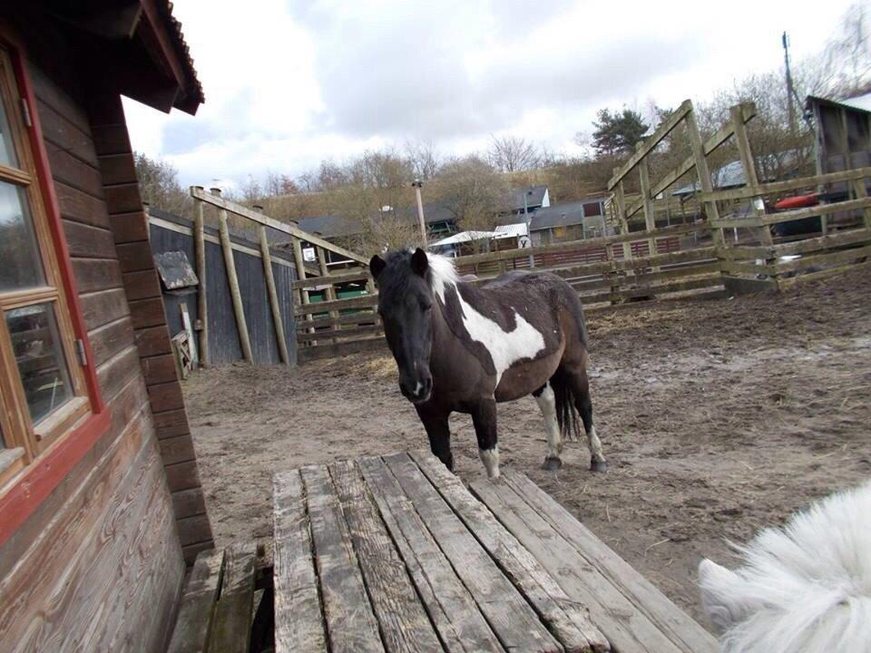 Irsk Sportspony Cavallo billede 4