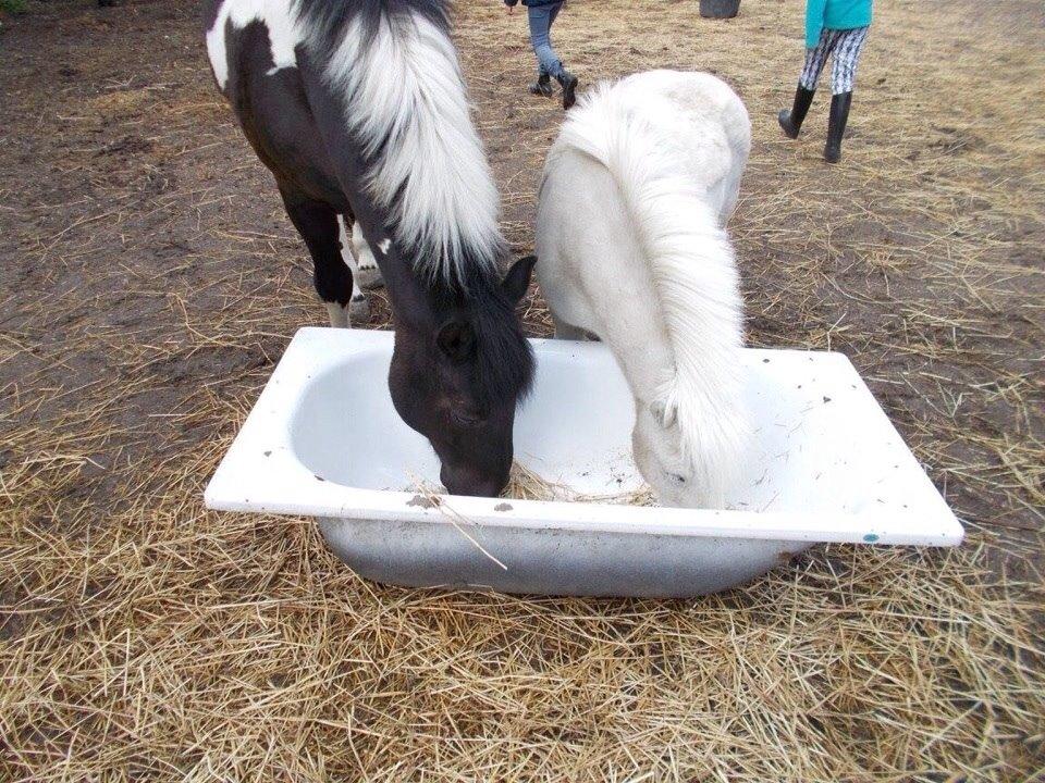 Irsk Sportspony Cavallo billede 6