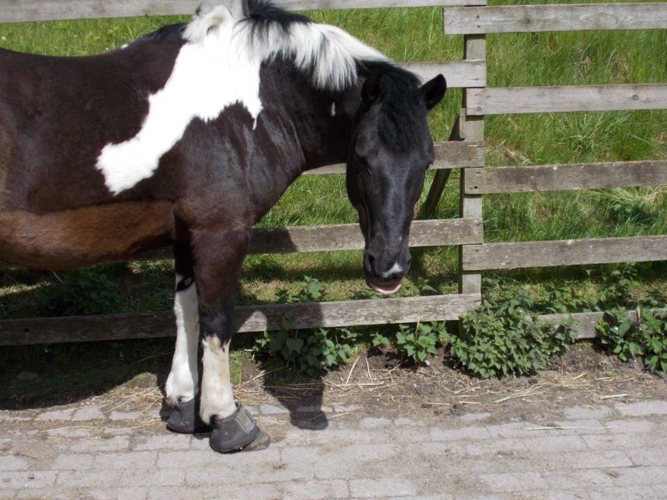 Irsk Sportspony Cavallo billede 7