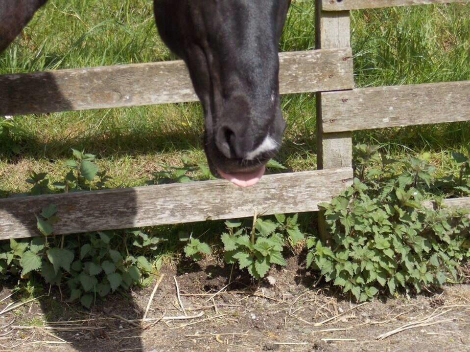 Irsk Sportspony Cavallo billede 8