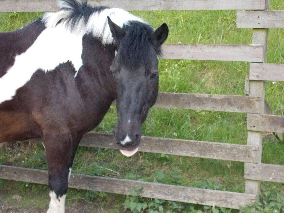 Irsk Sportspony Cavallo billede 9