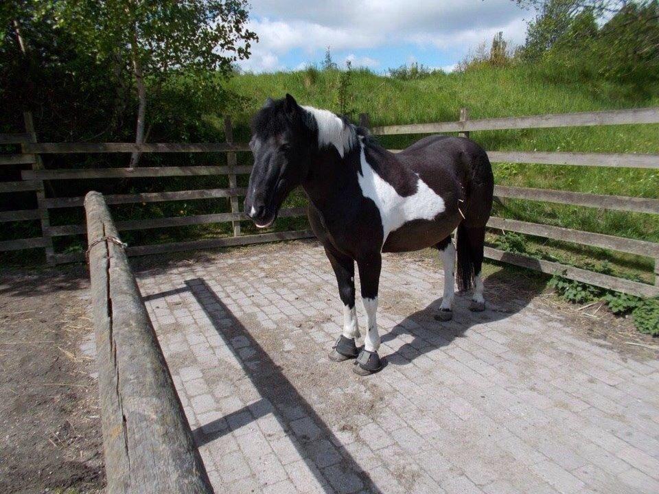 Irsk Sportspony Cavallo billede 10