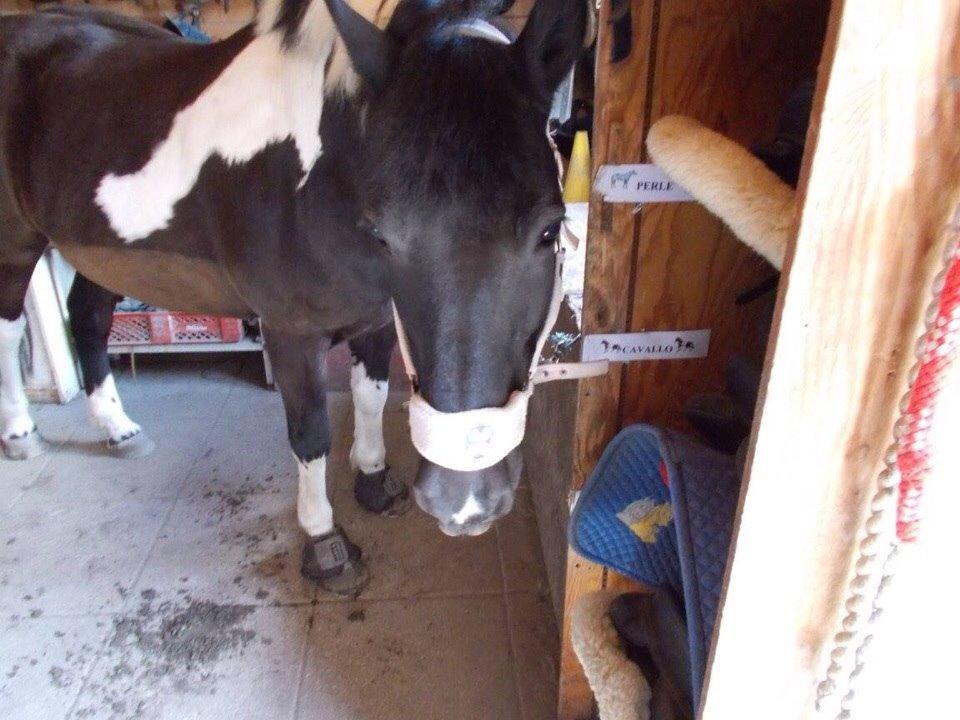 Irsk Sportspony Cavallo billede 12