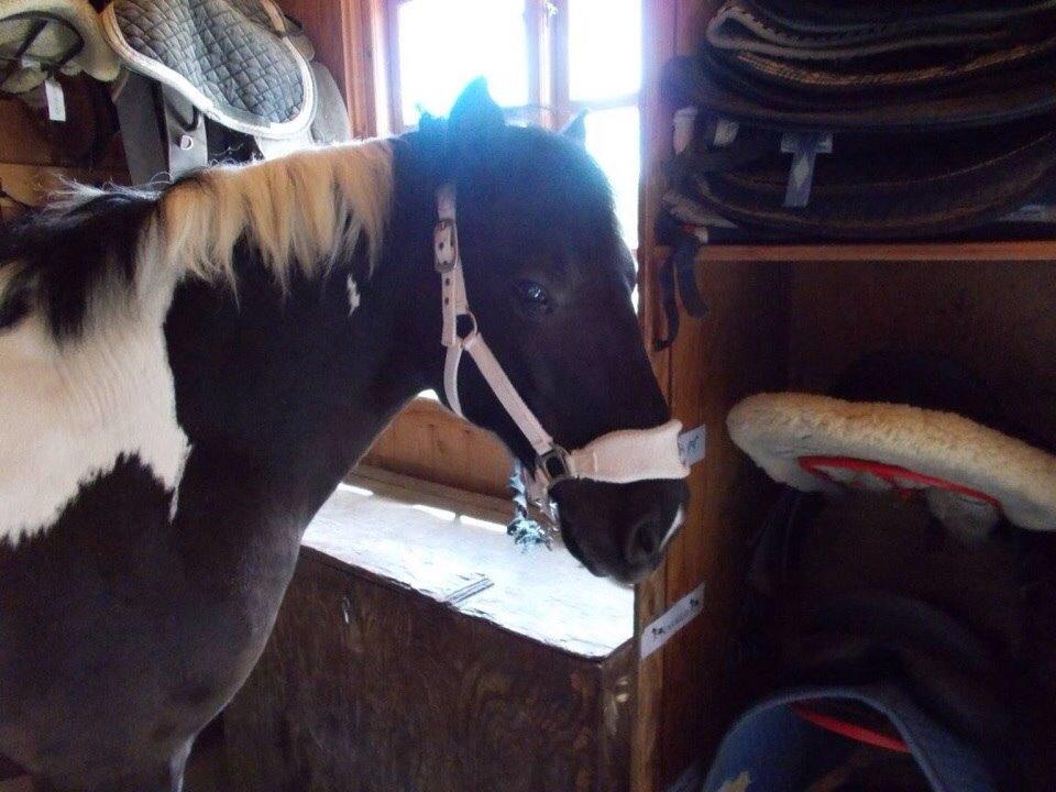 Irsk Sportspony Cavallo billede 13