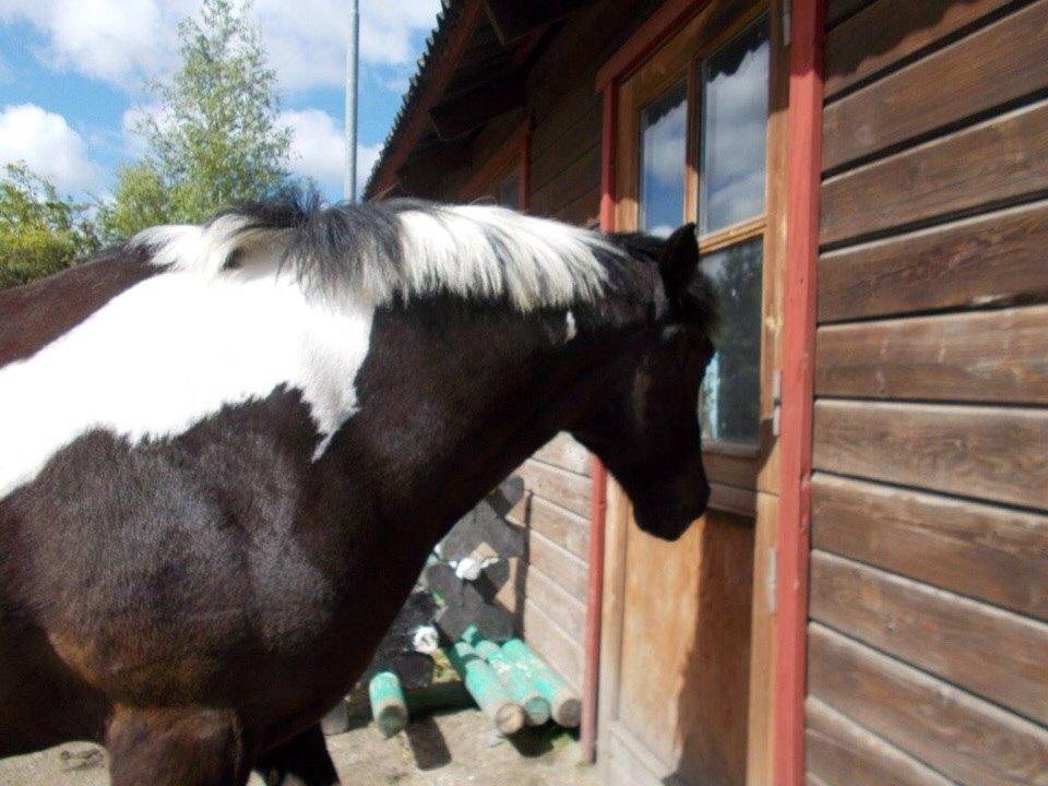 Irsk Sportspony Cavallo billede 15