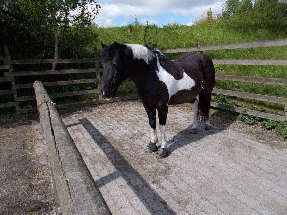 Irsk Sportspony Cavallo billede 16