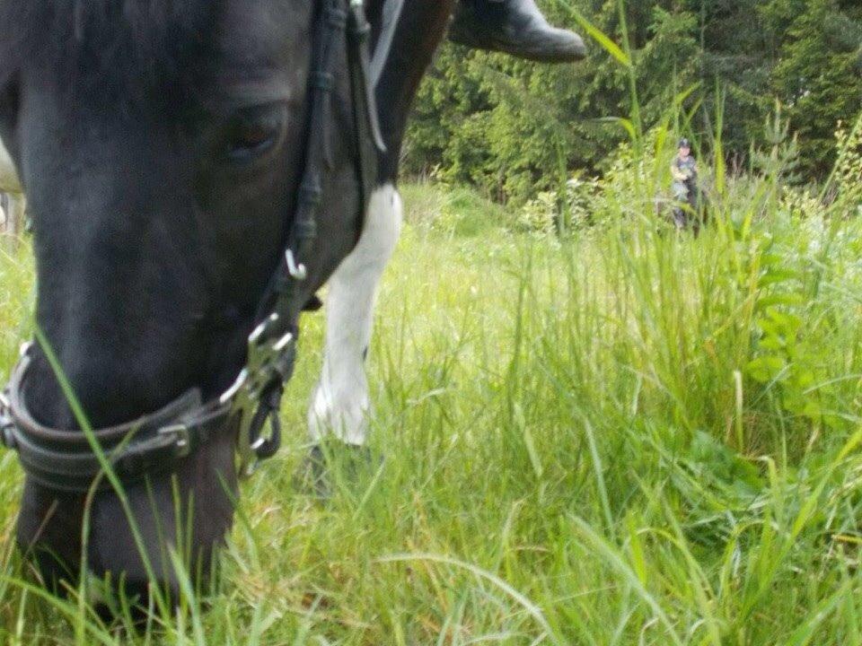 Irsk Sportspony Cavallo billede 17