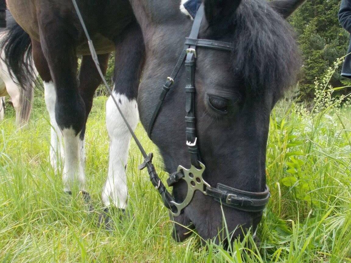 Irsk Sportspony Cavallo billede 5