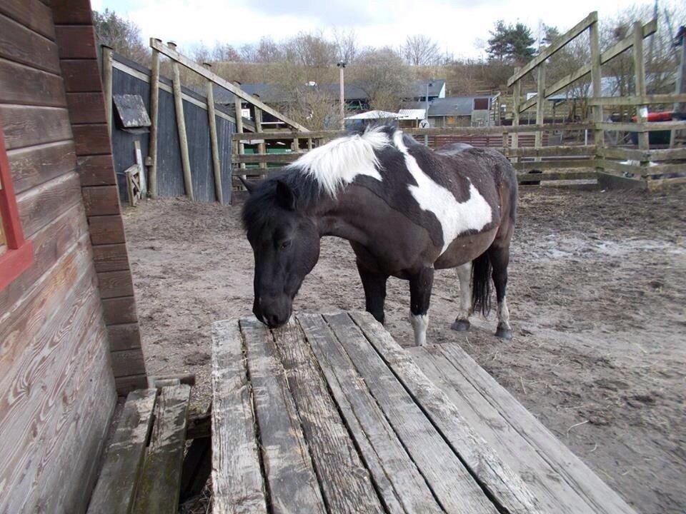 Irsk Sportspony Cavallo billede 18