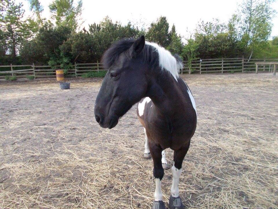 Irsk Sportspony Cavallo billede 19