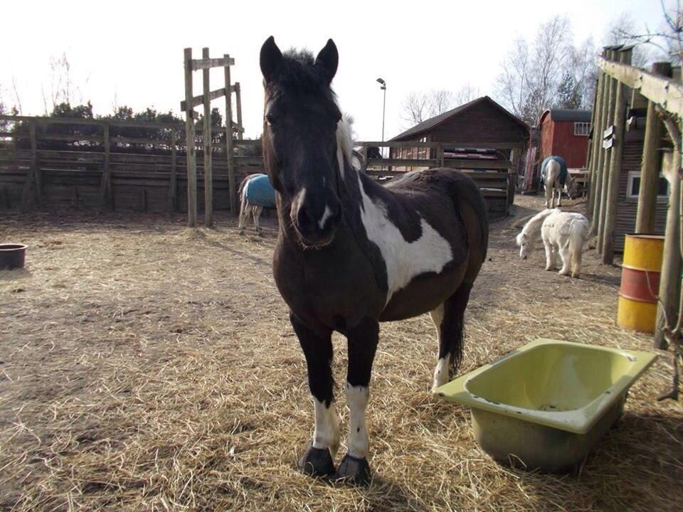 Irsk Sportspony Cavallo billede 20