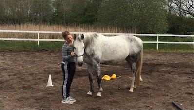 Lipizzaner Fimpe billede 2