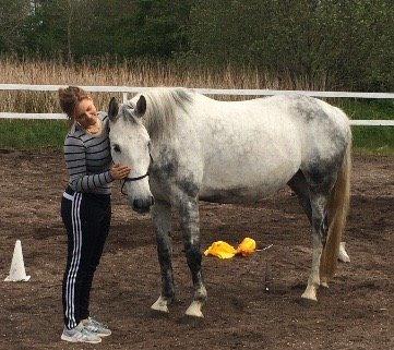 Lipizzaner Fimpe billede 5