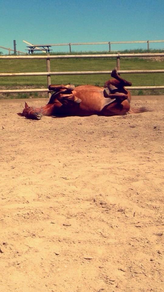 Anden særlig race Hovgårdens Fleur billede 18