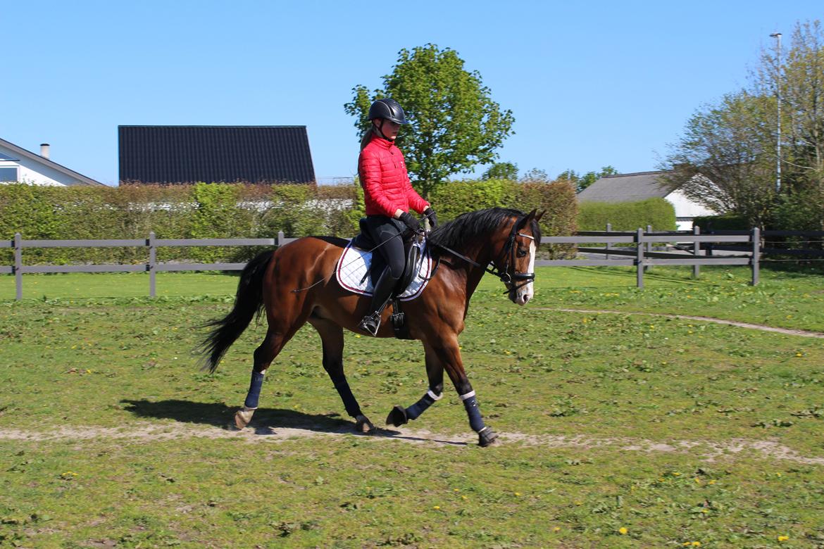 DSP Lassen`s Pay Per View billede 9