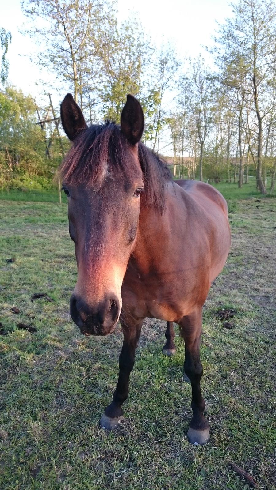 Anden særlig race Fabian R:I:P billede 16