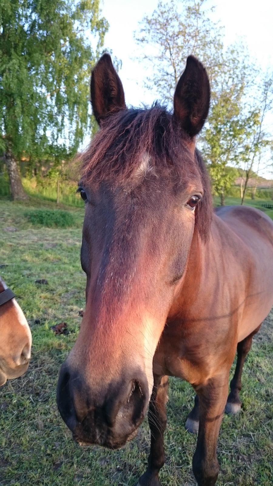 Anden særlig race Fabian R:I:P billede 15