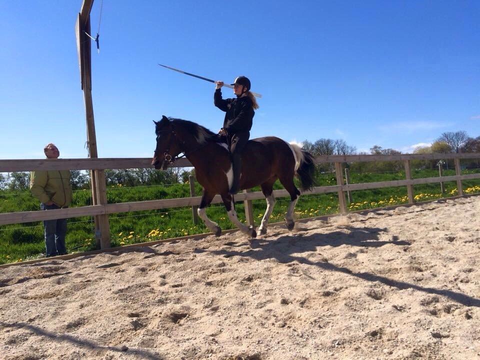 Anden særlig race Falco Fede Pony billede 11