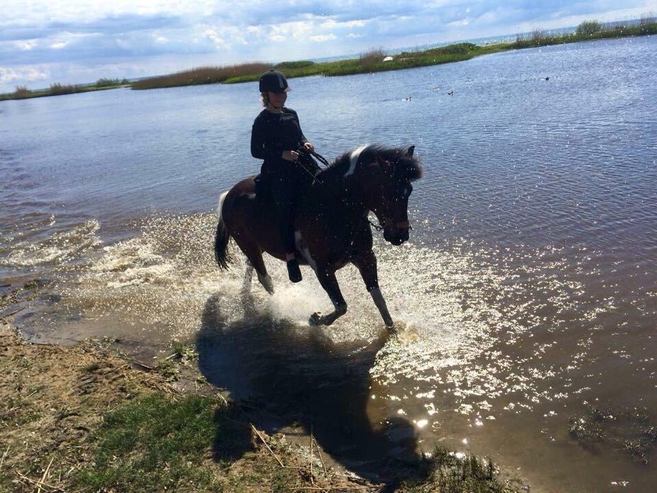 Anden særlig race Falco Fede Pony billede 10