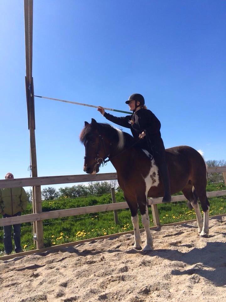 Anden særlig race Falco Fede Pony billede 12
