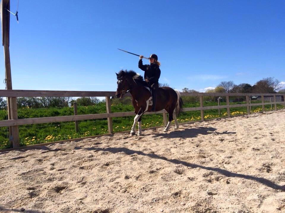 Anden særlig race Falco Fede Pony billede 14