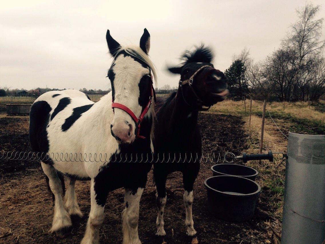 Anden særlig race Falco Fede Pony billede 15