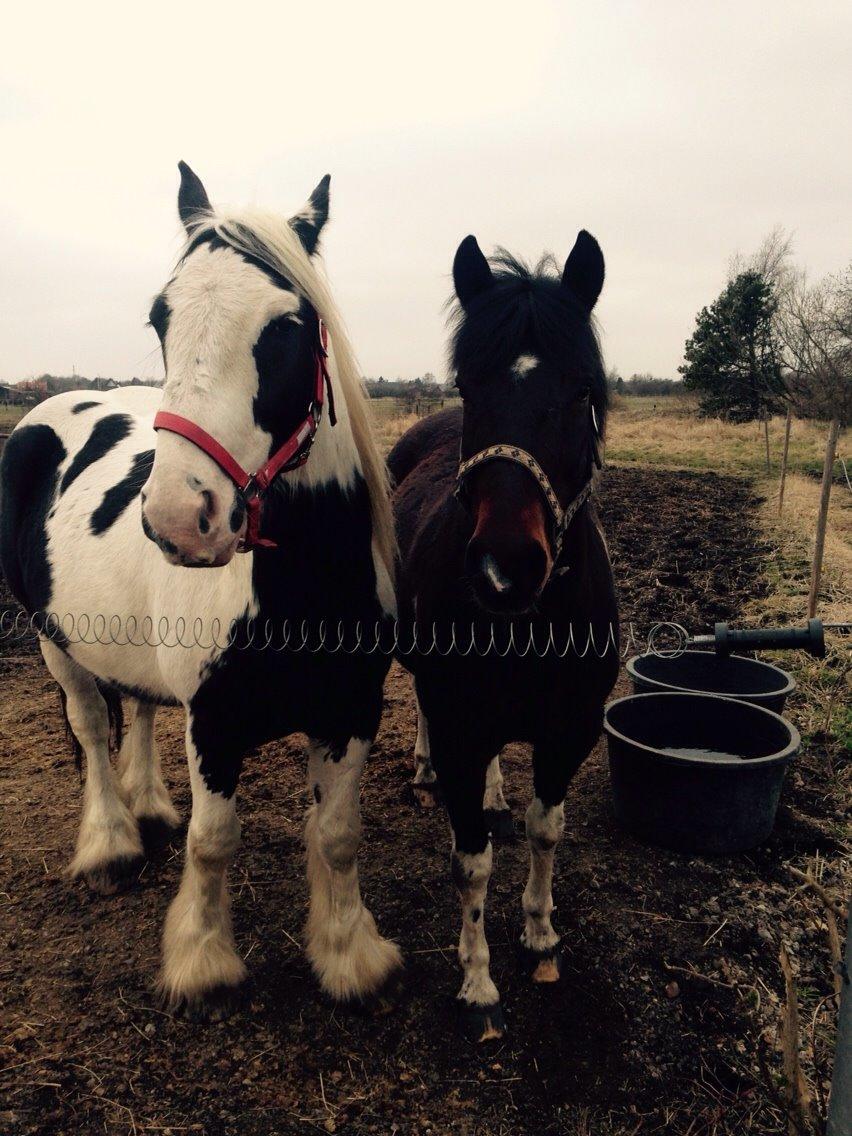 Anden særlig race Falco Fede Pony billede 16